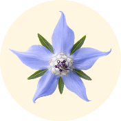 SEMILLA DE ARGAN