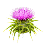 SEMILLA DE CARDO